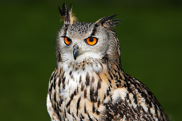 FX3Q6170